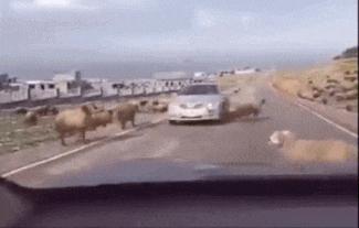 汽车撞了羊羊没事要报警吗,绵羊撞到路人后回过头又撞一次