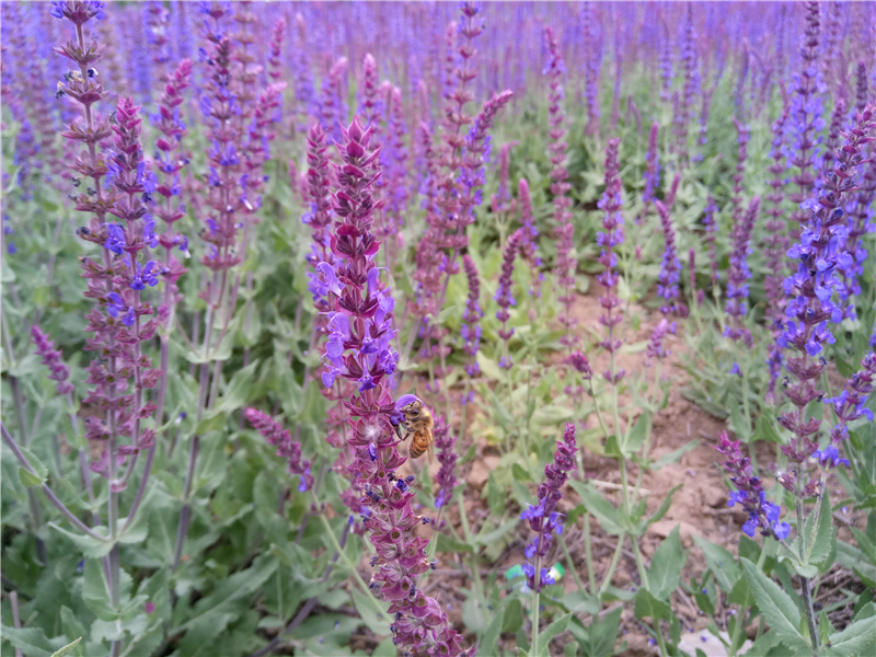 乐视乐2手机质量怎么样,乐视乐2骁龙版游戏性能测试