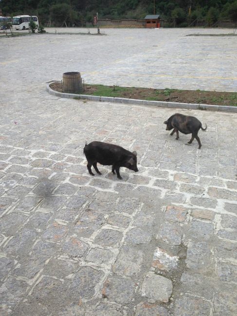 暑假云南旅游攻略8天,海南暑期云南旅游费用