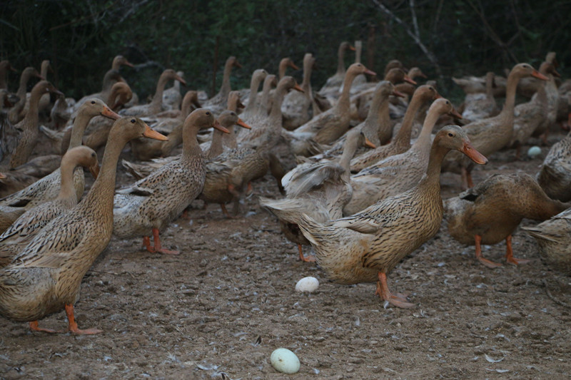 鸭子掉蛋原因,鸭子产多少蛋