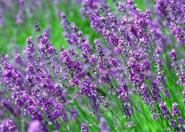 这13种开紫色花的花卉你认识几种,常见的紫色的花卉大全及图片