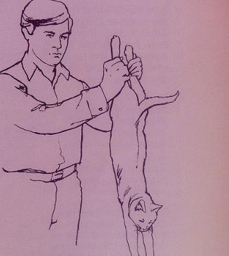 宠物噎住怎么挽救,如何正确处理宠物突发意外