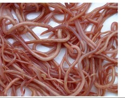 孩子面色发黄消瘦不长个,小孩面色发黄消瘦吃哪种药物调理