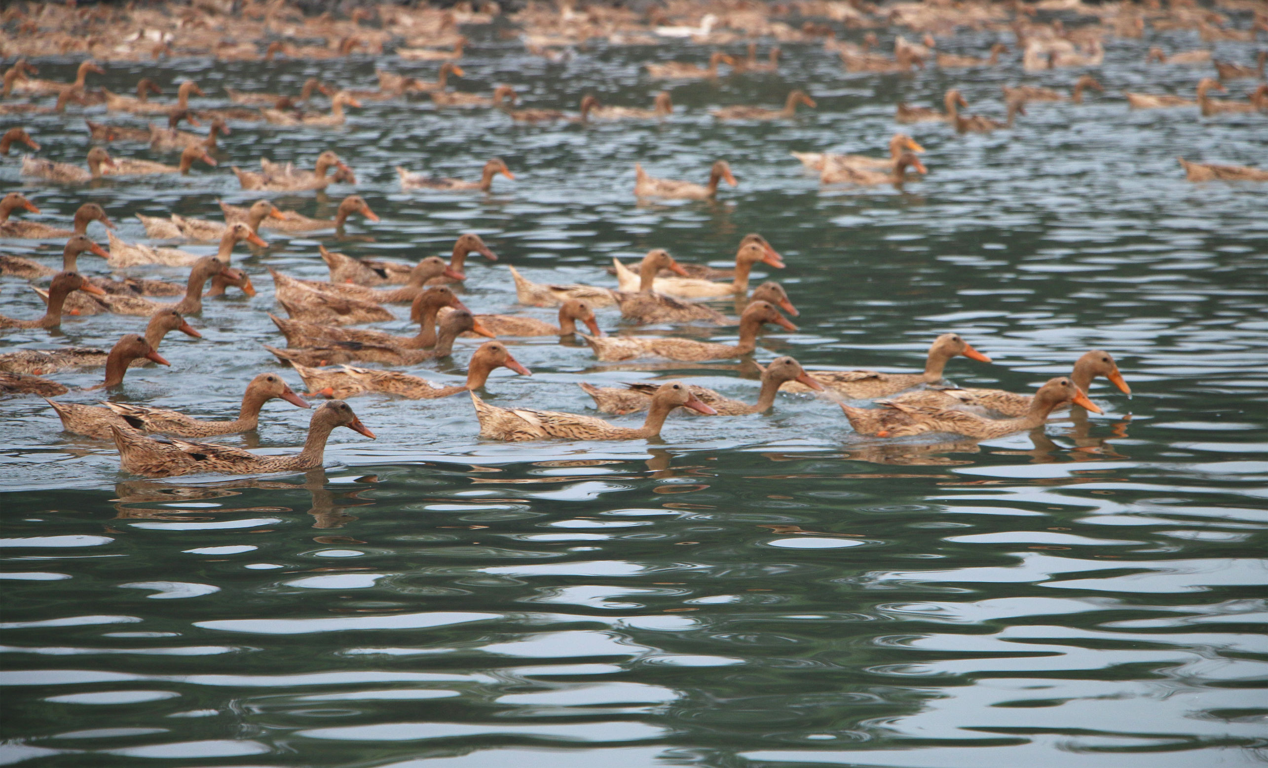 鸭子掉蛋原因,鸭子产多少蛋
