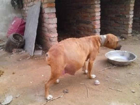 狗狗莫名其妙的肚子变大的原因和处理方法