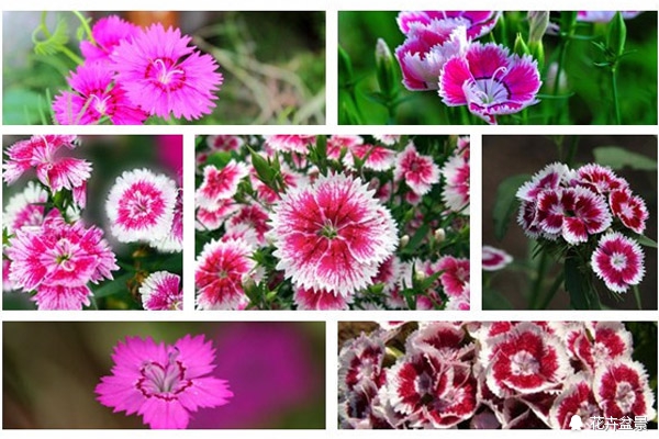 石竹花寓意代表富贵吗,石竹花卉有哪些特点呢