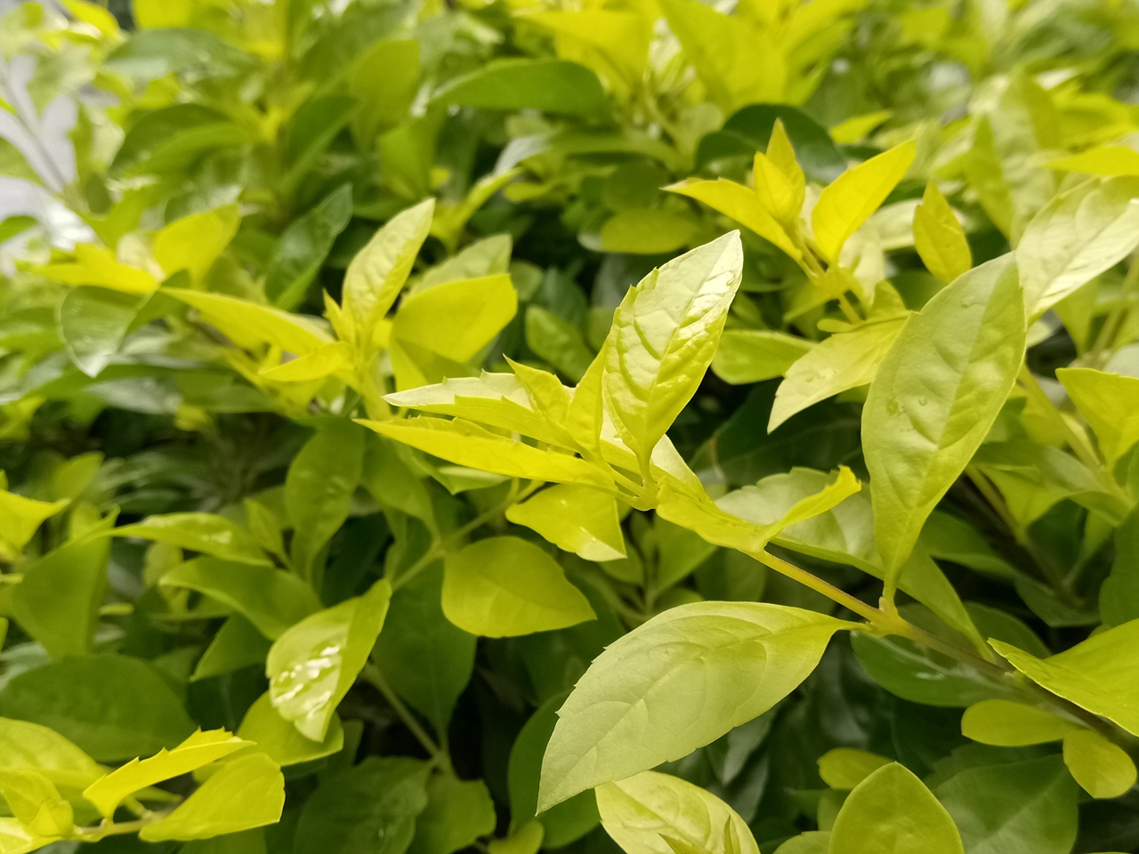 金立s6pro厚度多少,金立s6pro参数配置