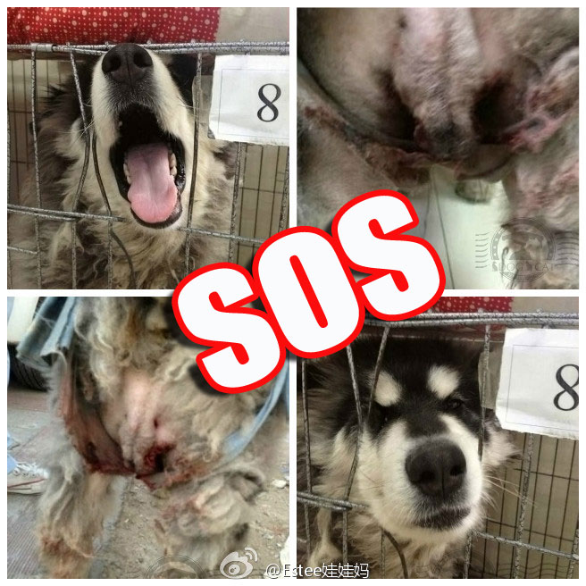 纯种狗的悲哀在线观看,纯种狗的悲哀豆瓣