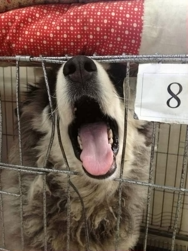 纯种狗的悲哀在线观看,纯种狗的悲哀豆瓣