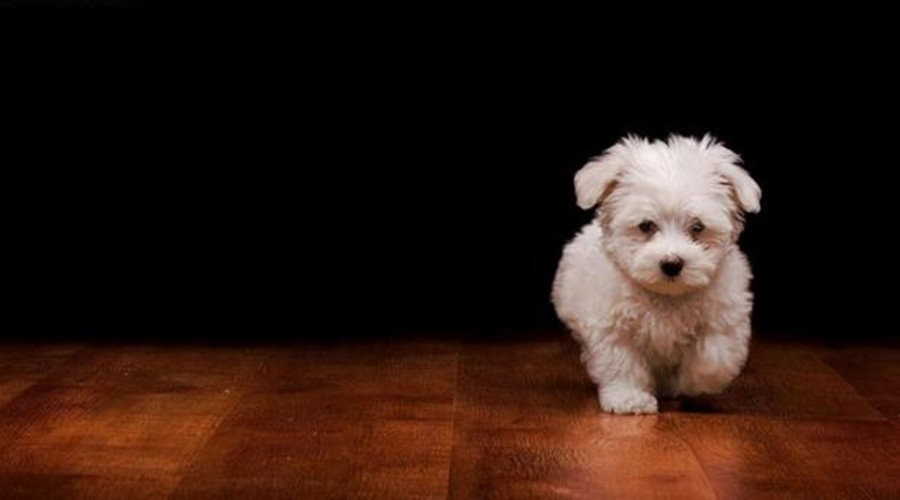 潮湿的环境对狗有影响吗,潮湿环境对狗狗的影响