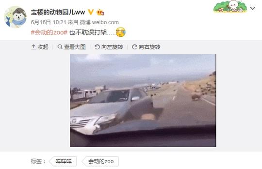 汽车撞了羊羊没事要报警吗,绵羊撞到路人后回过头又撞一次