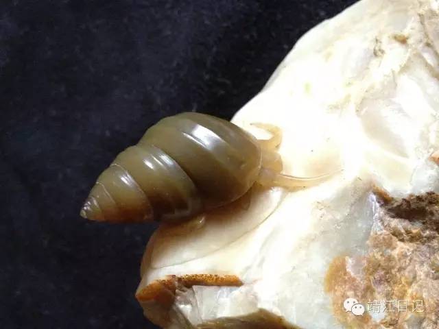 一个头像一天功夫，十八罗汉十八天完成