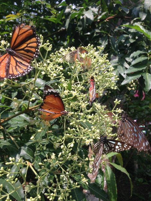 暑假云南旅游攻略8天,海南暑期云南旅游费用