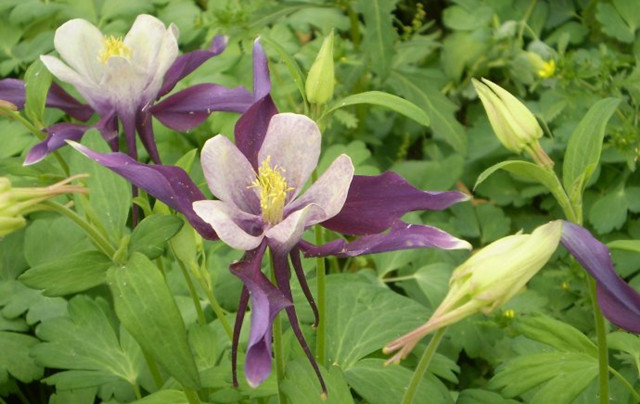 这13种开紫色花的花卉你认识几种,常见的紫色的花卉大全及图片