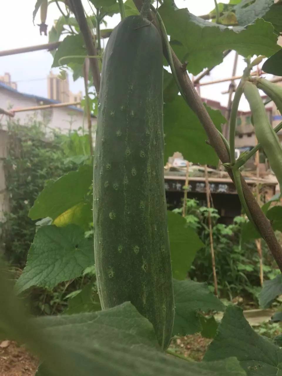 种菜为什么菜都长不大,自己种菜黄瓜四季种