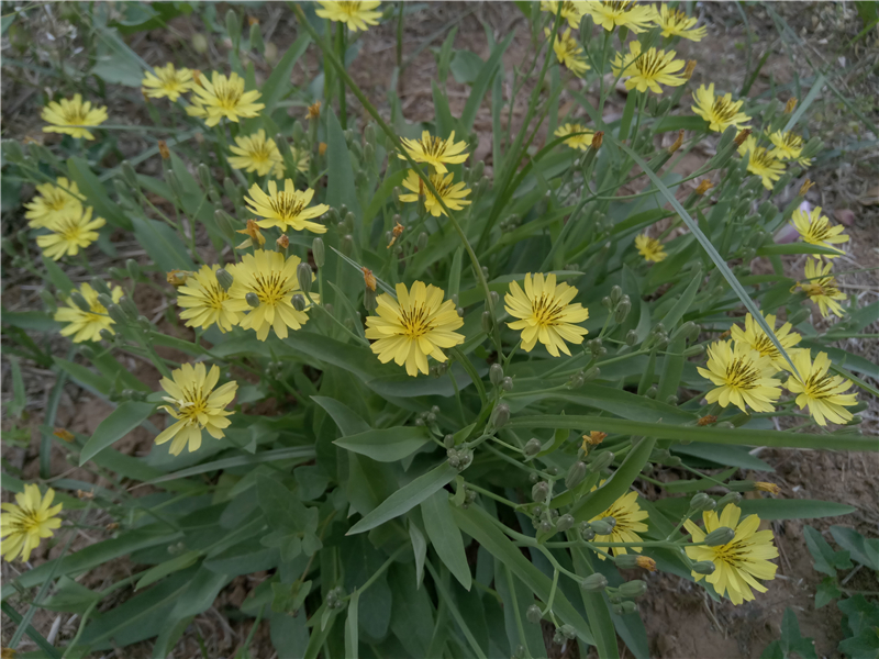 乐视乐2手机质量怎么样,乐视乐2骁龙版游戏性能测试