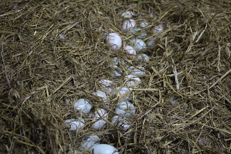 鸭子掉蛋原因,鸭子产多少蛋