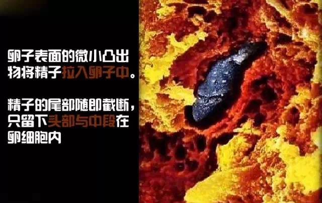 造人计划之前必须要做的几件事,造人是个很辛苦的事情