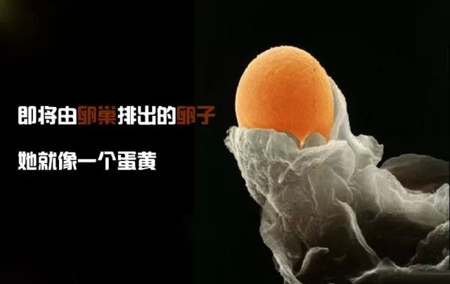 造人计划之前必须要做的几件事,造人是个很辛苦的事情