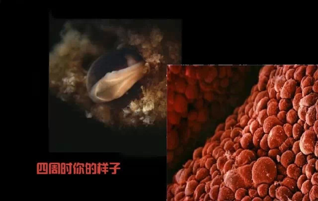 造人计划之前必须要做的几件事,造人是个很辛苦的事情