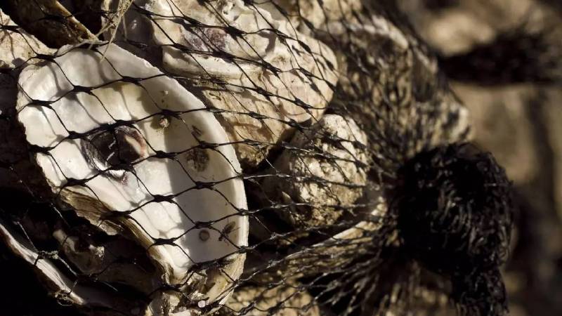 海蛎子的秘密,牡蛎的趣闻科普