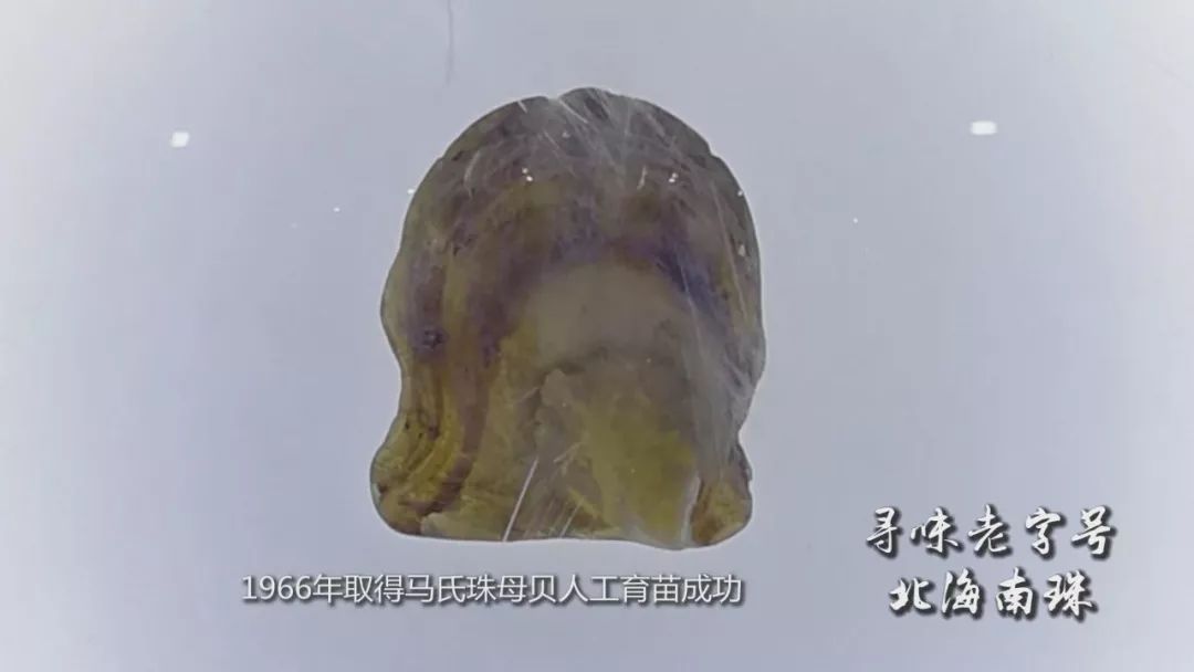 王冠上的绝世珠宝——珍珠传奇