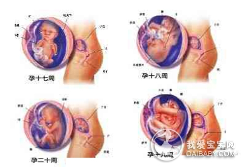 怀孕五个月胎儿变化及注意事项