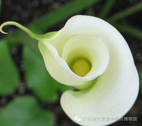 084看看大自然|马蹄莲