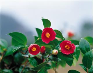 林清轩山茶花护肤,林清轩山茶花修护滋养霜