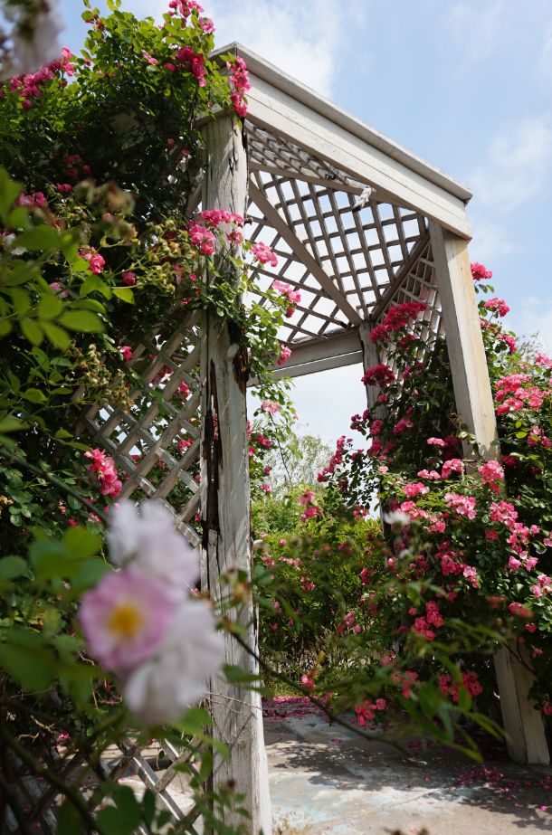 2020崇明花卉博览会,崇明花博会郁金香