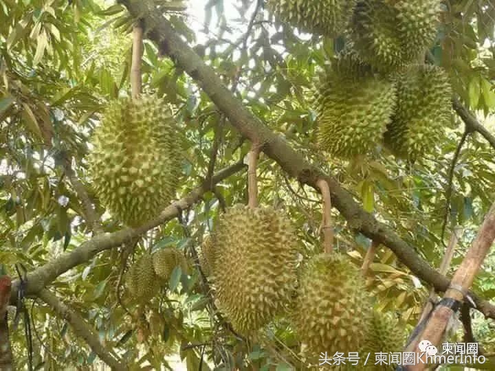柬埔寨热带水果怎么挑选,柬埔寨哪几种水果好吃又便宜