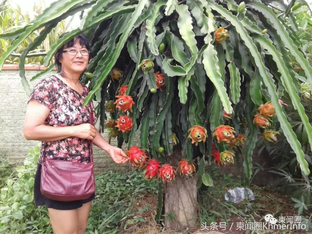 柬埔寨热带水果怎么挑选,柬埔寨哪几种水果好吃又便宜