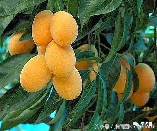 柬埔寨热带水果怎么挑选,柬埔寨哪几种水果好吃又便宜