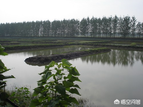 新的一年新的开始小龙虾养殖方法,如何养好小龙虾的养殖技术