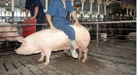 猪人工授精插管不到位,猪人工授精失败了