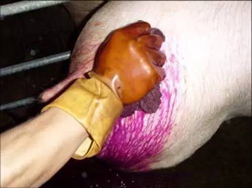 猪人工授精插管不到位,猪人工授精失败了