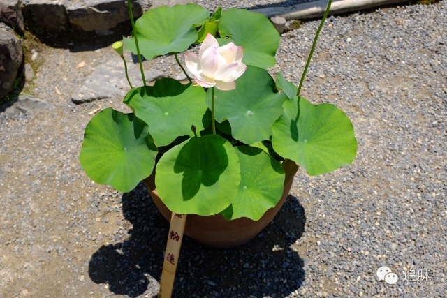 日本最美9个小镇,日本十大最美的小镇