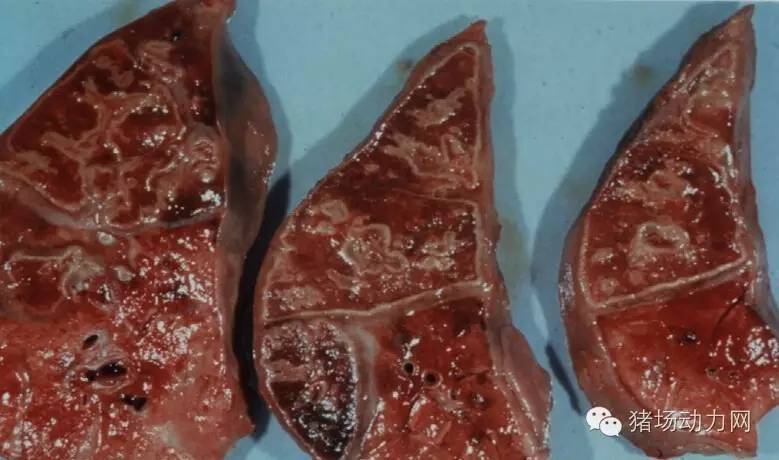 技术传染性胸膜性肺炎的猪病图谱（25张图片，值得收藏）