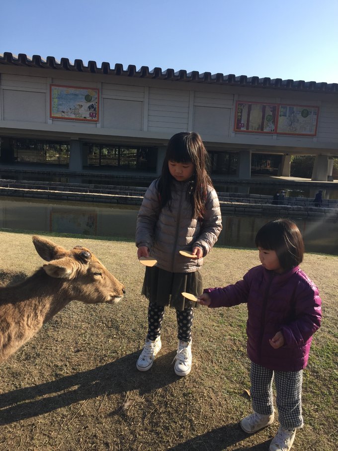 16年的大阪,京都樱花2016