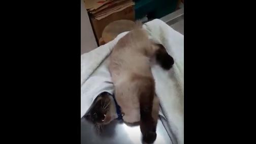 这只猫咪用除虫滴剂后引发神经中毒，不断颤抖差点死掉画面好心疼