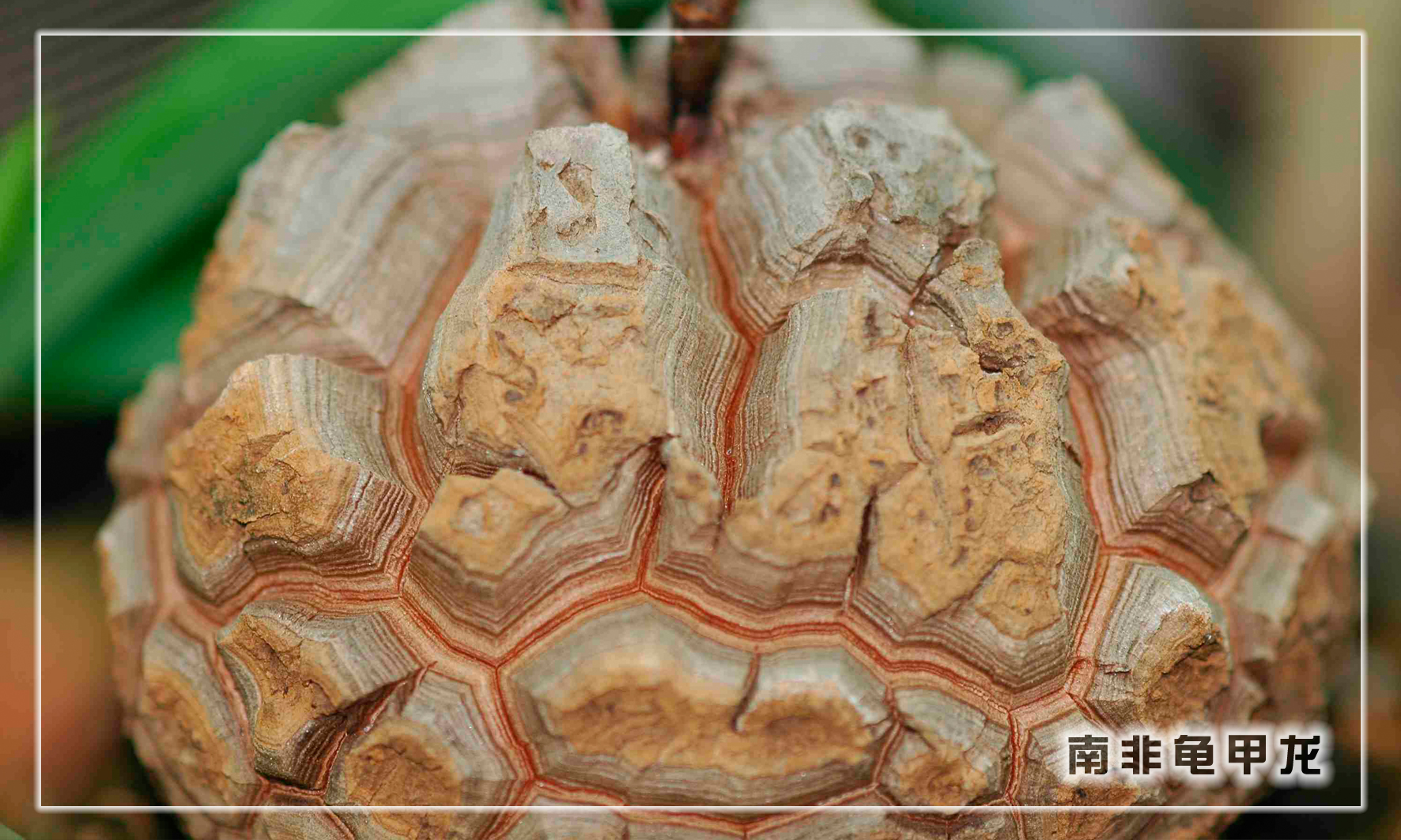 怎样养多肉植物才能长得好,如何才能养好多肉植物