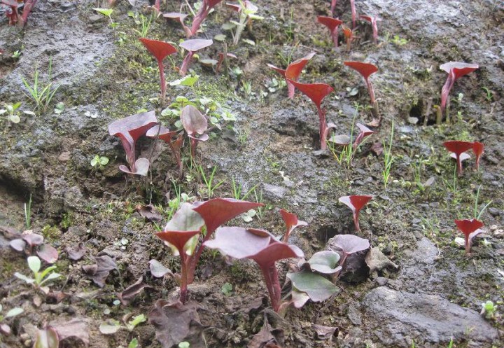 那些被我们随手扔掉的中药,你扔掉的可能是有用的中药材