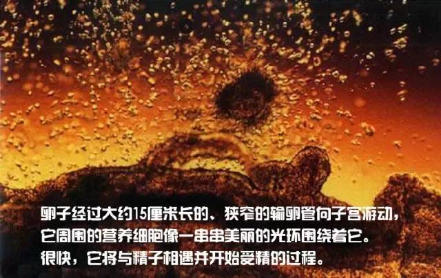 造人计划之前必须要做的几件事,造人是个很辛苦的事情