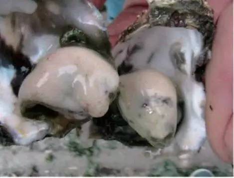 海蛎子的秘密,牡蛎的趣闻科普