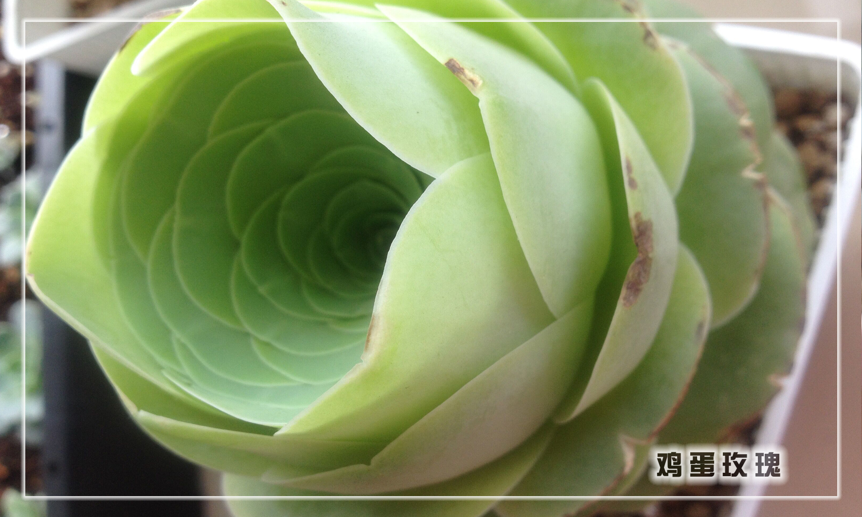 怎样养多肉植物才能长得好,如何才能养好多肉植物