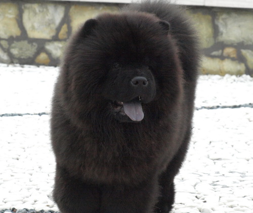 松狮霸气图片,松狮犬的特点有哪些