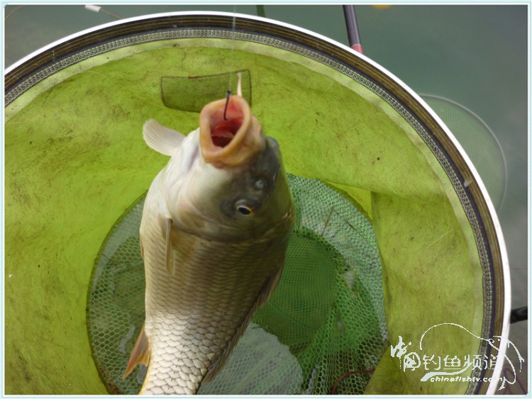 游钓中国丹江口市之行,游钓丹江300天