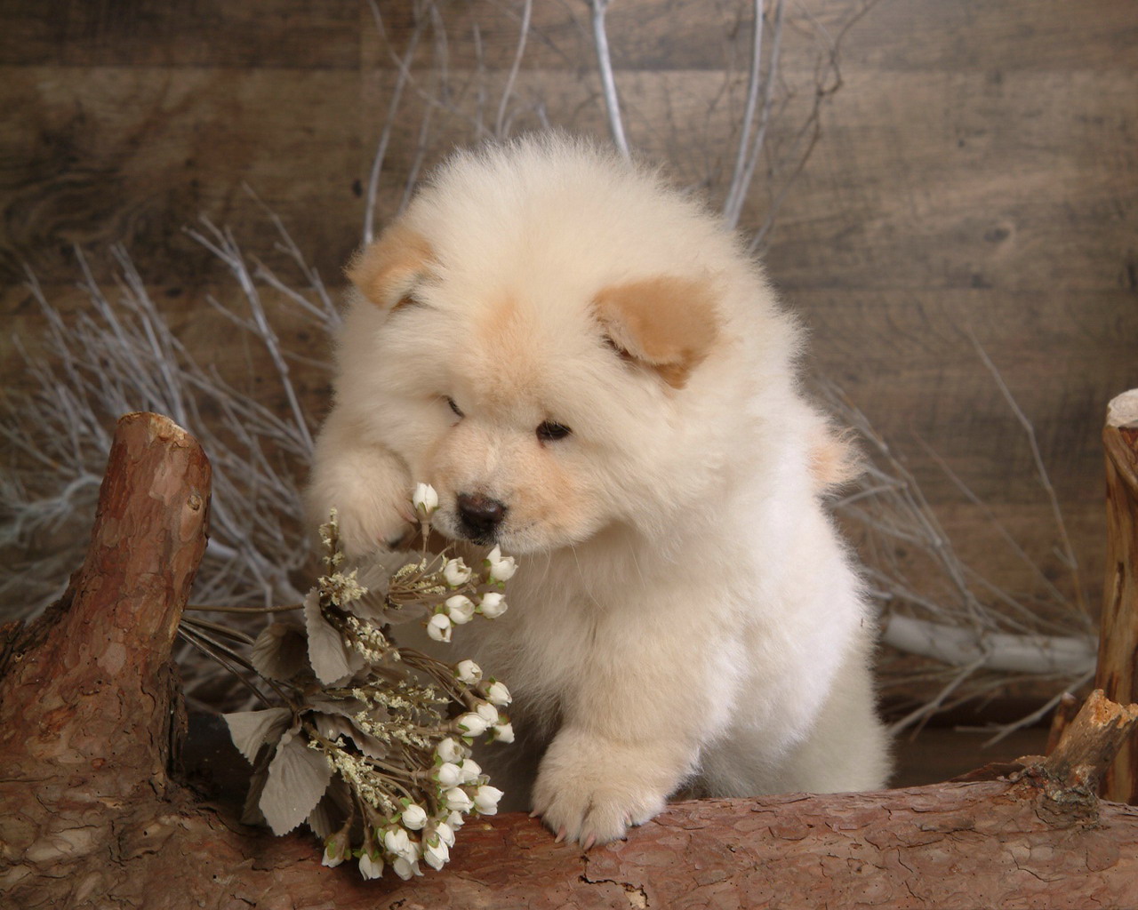 松狮霸气图片,松狮犬的特点有哪些