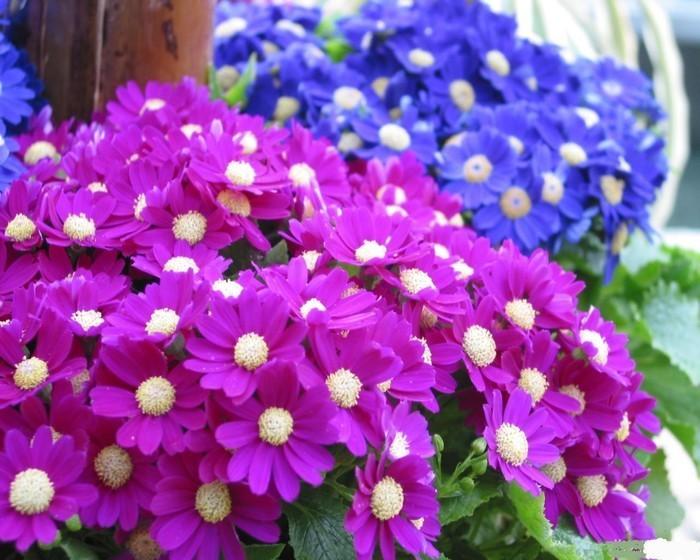 常见草本植物图片大全,十种罕见又美丽的植物图片