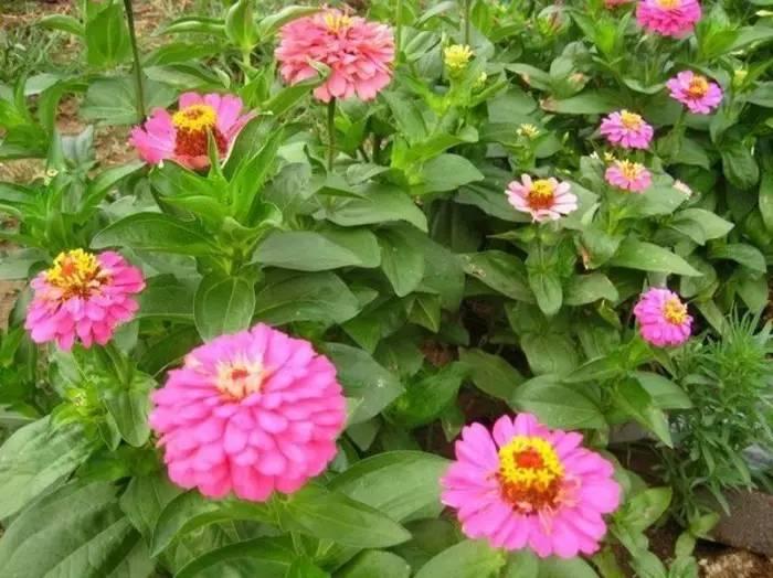 常见草本植物图片大全,十种罕见又美丽的植物图片